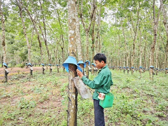 Đầu tư ra nước ngoài từ những dự án trồng cao su: Hành trình 15 năm trên đất chùa tháp